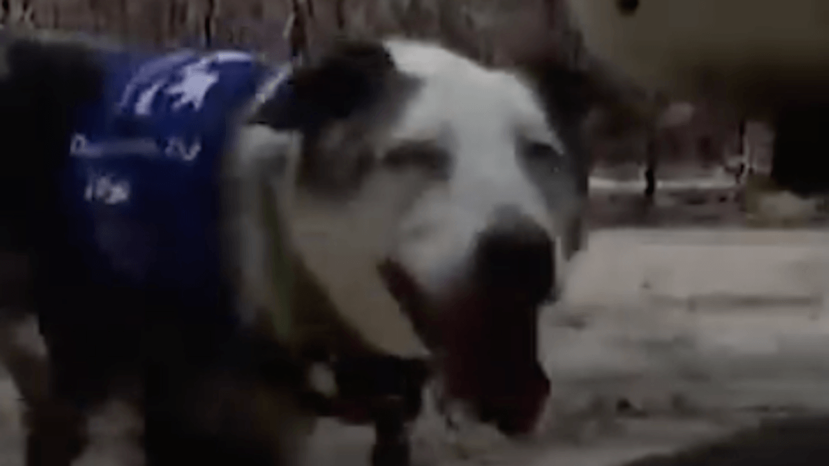 Il cane eroe che ha salvato oltre 100 koala va in pensione: la storia commuove il mondo