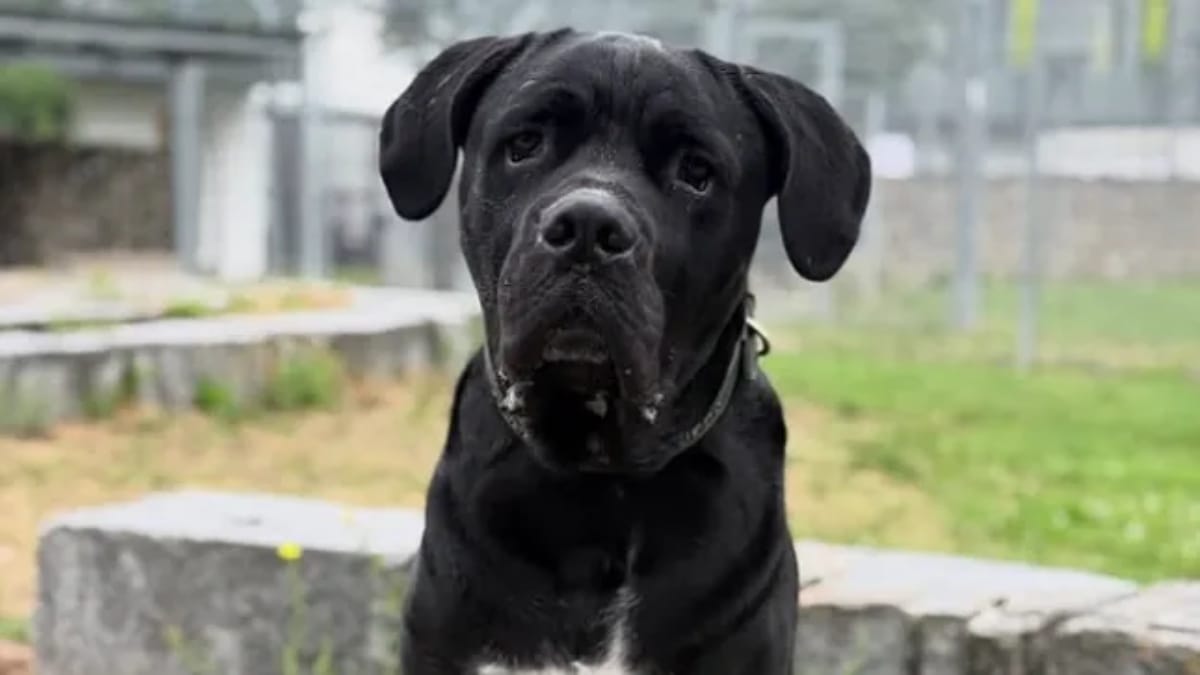 Darko, il Cane Corso che sta perdendo la speranza: l’appello commovente del rifugio