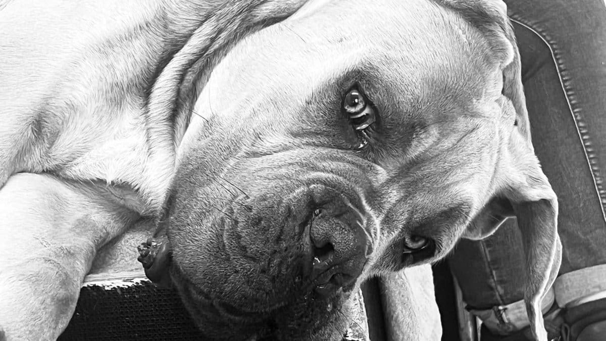 «Avrebbe dovuto incontrare una famiglia meravigliosa»: l'addio del rifugio a un Cane Corso è straziante