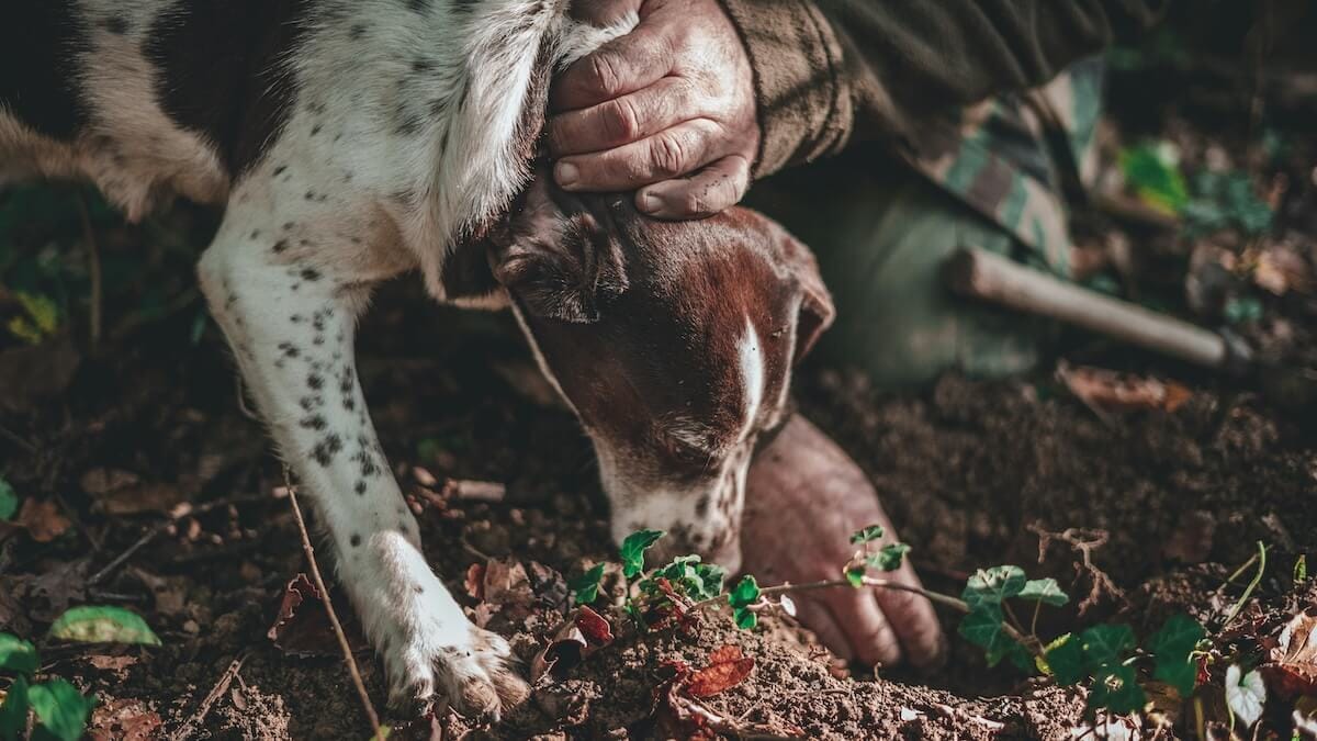 150 cani da tartufo tutti insieme! L’11 gennaio il raduno che celebra il legame tra uomo, cane e territorio