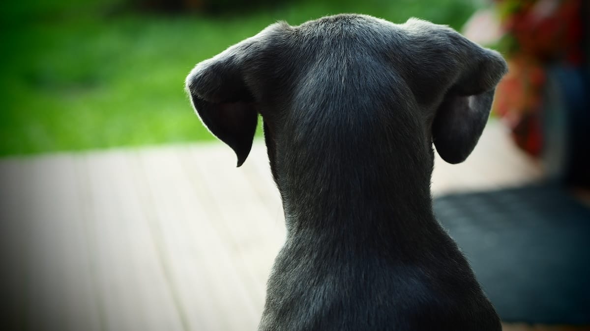 Patentino per cani e gatti: al via i nuovi corsi, ecco chi può candidarsi e fino a quando