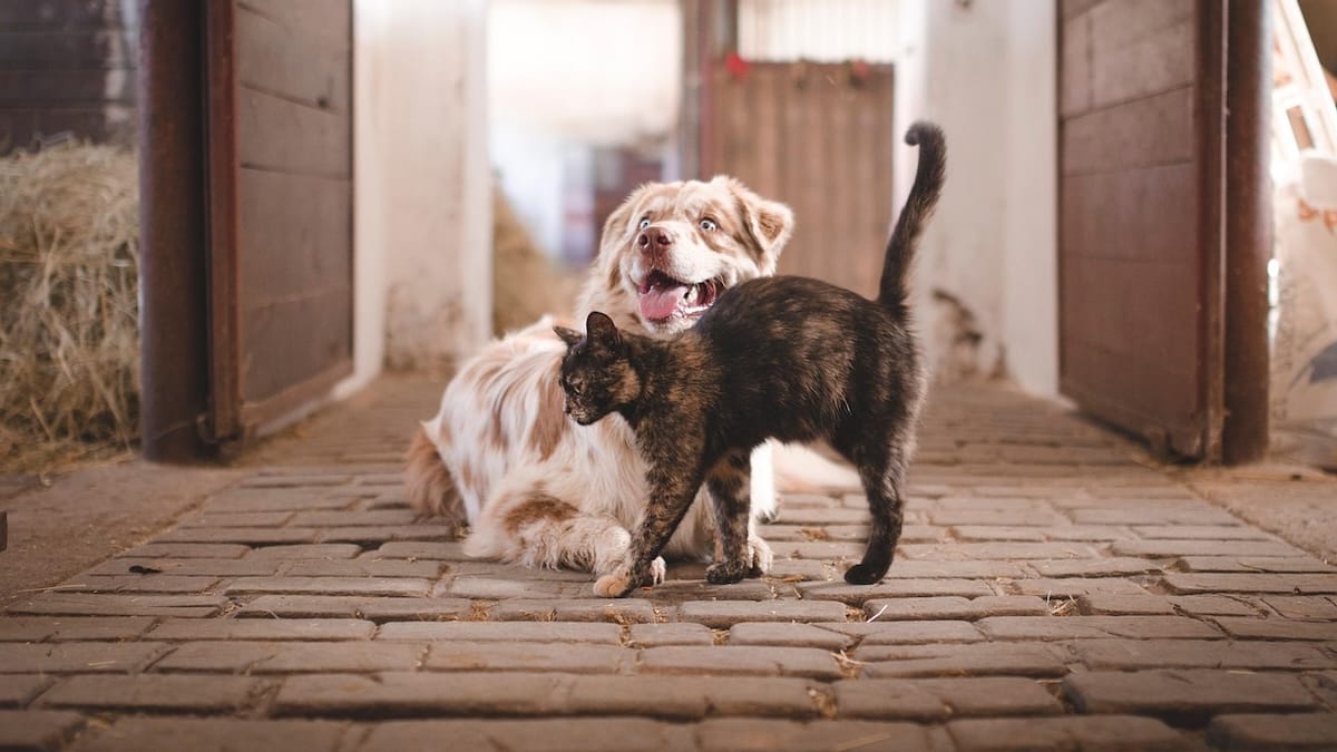 Viterbo, stop all’insetticida: vince l’Enpa, la disinfestazione sarà sicura per cani e gatti