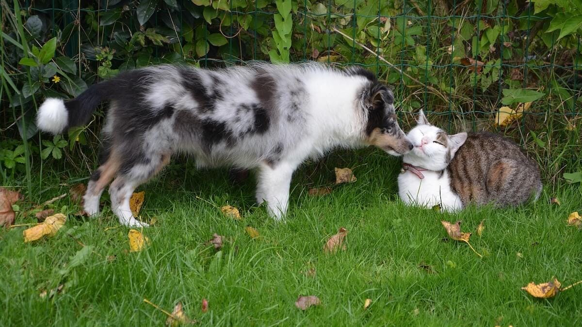 Legge di bilancio 2026: arrivano gli aiuti per le famiglie con animali?