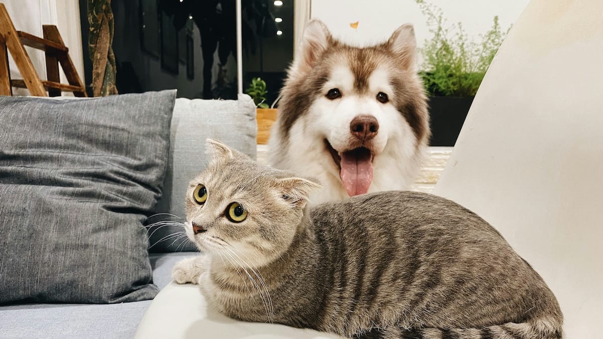 Cani e gatti sempre più cari: il caro vita colpisce anche gli animali domestici