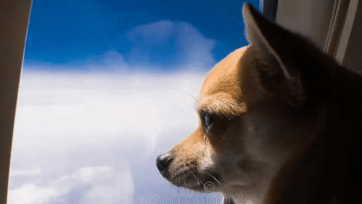 Rivoluzione nei cieli: la svolta per cani e gatti in aereo!