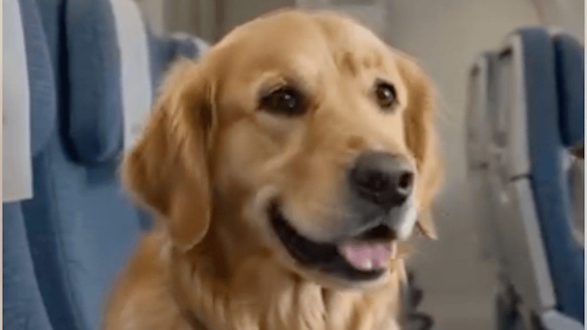 ITA Airways rivoluziona i voli: da agosto anche i cani fino a 30 kg potranno viaggiare in cabina