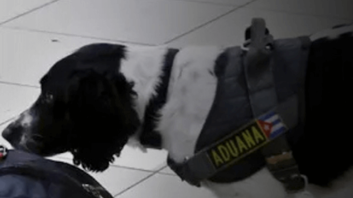 Primo volo con cani di taglia grande in cabina: cosa cambia davvero da oggi in Italia