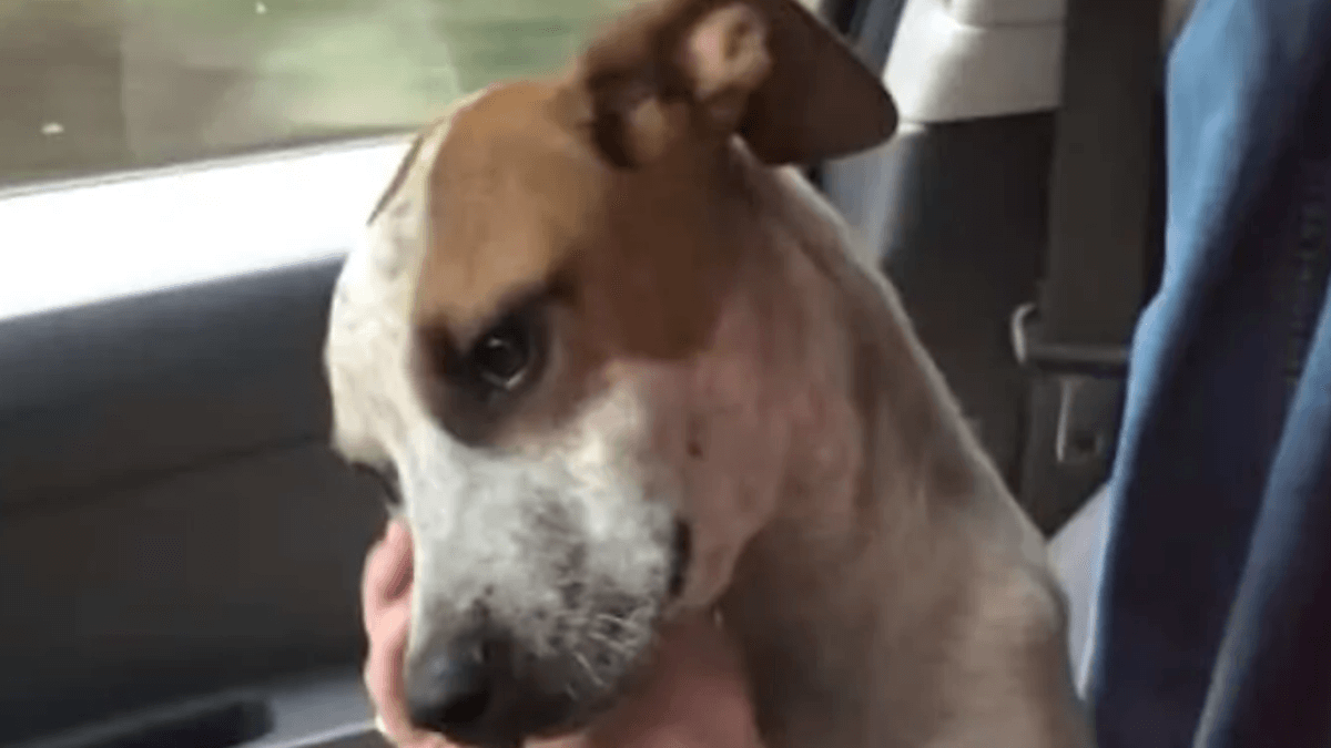 Video. Signora adotta un cane: quello che fa l'animale lascia tutti di stucco