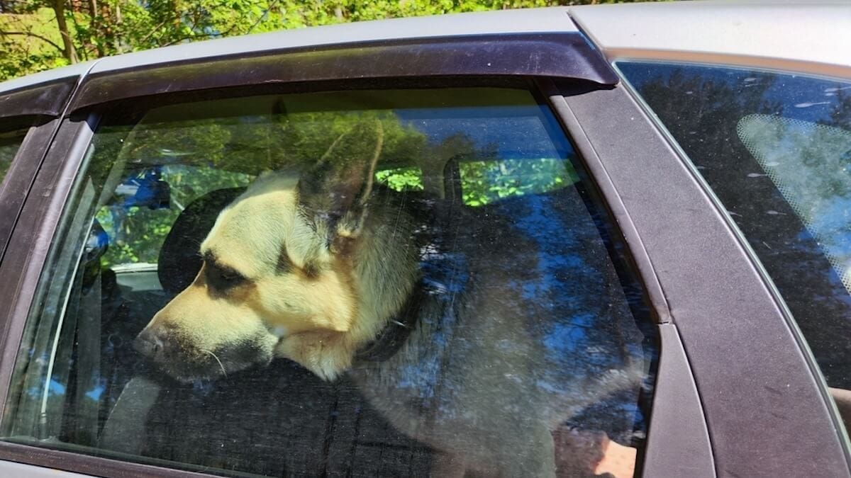 Piacenza. Lascia il cane in auto sotto il sole: ecco in che condizioni è