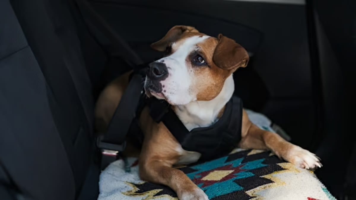 Chiude il cane in auto e va a sciare. I carabinieri arrivano in soccorso e ora l'uomo rischia grosso