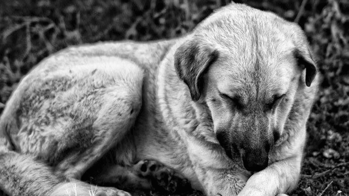Cani “restituiti” come pacchi: a Natale esplode la nuova forma di abbandono