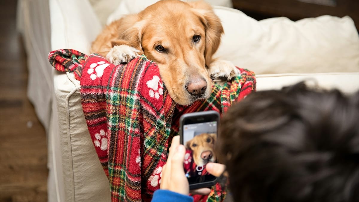 Se il telefono squilla e sei solo in casa...potrebbe essere il tuo cane a chiamarti!