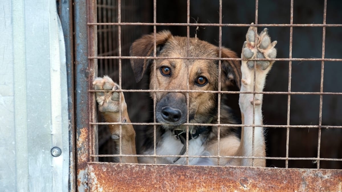 Orrore a Bellagio: allevamento abusivo con 30 cani e 4 cavalli maltrattati
