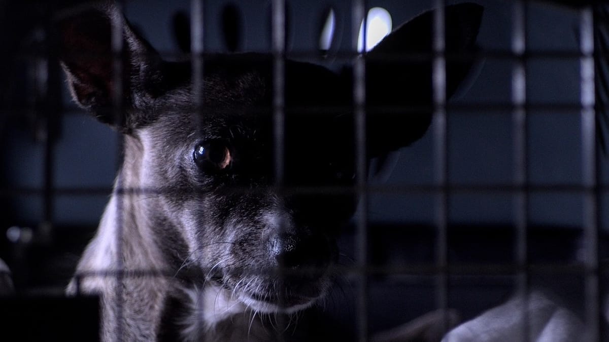 Canili, dal 2026 nuove regole obbligatorie: cosa cambia davvero per il benessere dei cani in Italia