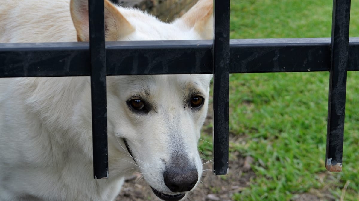 Patentino nazionale obbligatorio per alcuni cani: la proposta divide esperti e istituzioni