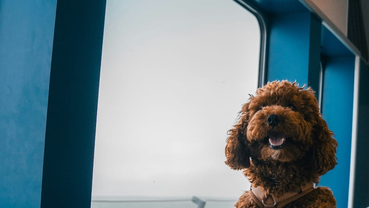 Viaggiare con cani e gatti in Europa: da oggi cambiano le regole, ecco cosa sapere prima di partire