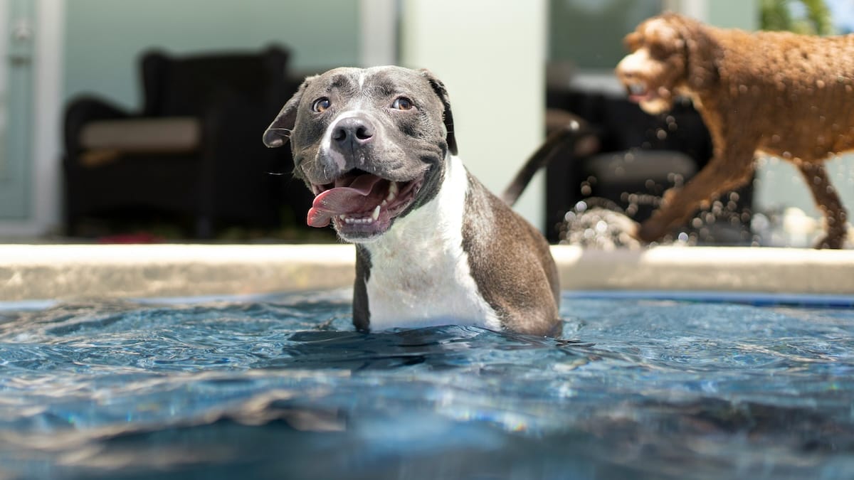 I nostri cari animali domestici? Secondo uno studio sono…sempre più viziati!