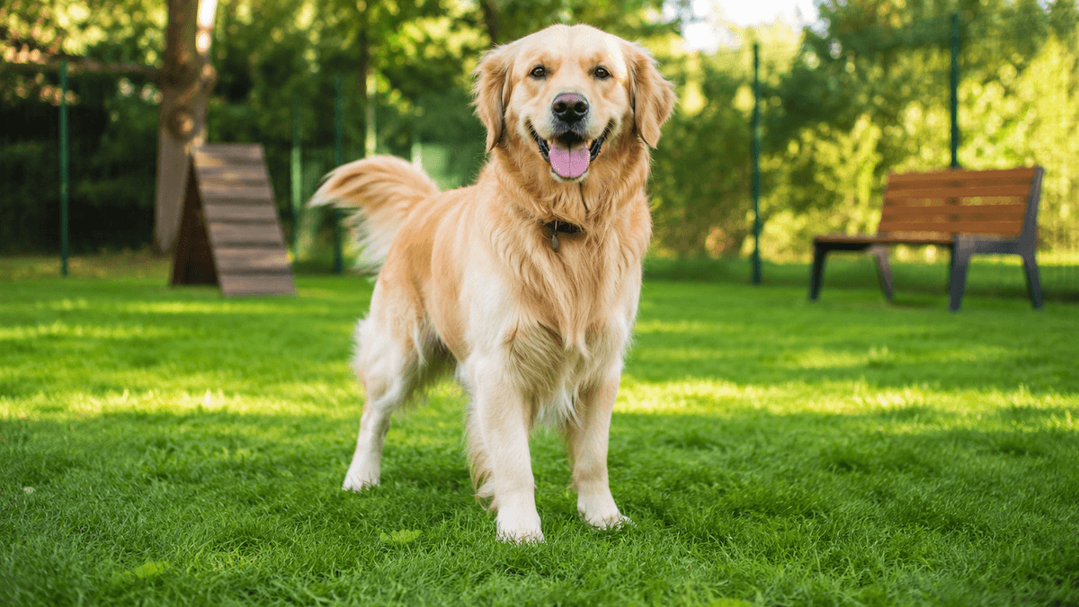 Vicino Varese arrivano sei nuove aree cani: ecco dove sorgeranno