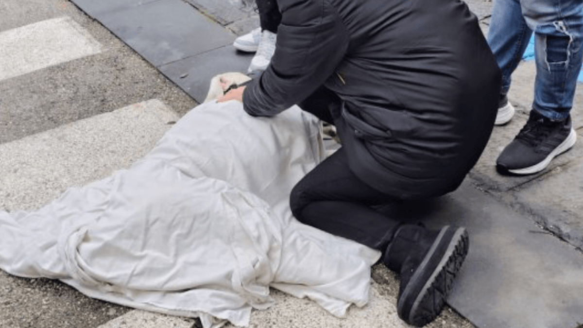 Travolti sulle strisce: auto pirata uccide un cane e ne ferisce un altro. Si cerca il colpevole