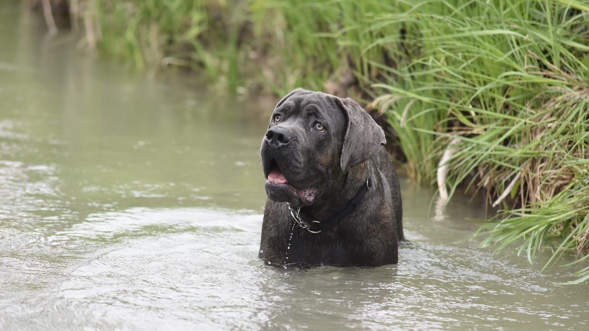 Caldo estremo, non basta l’ombra: il gesto di 5 secondi che può salvare il tuo cane