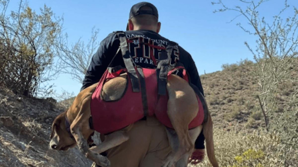 Spike e Snickers, i due cani inseparabili ritrovati dopo 4 giorni nel deserto