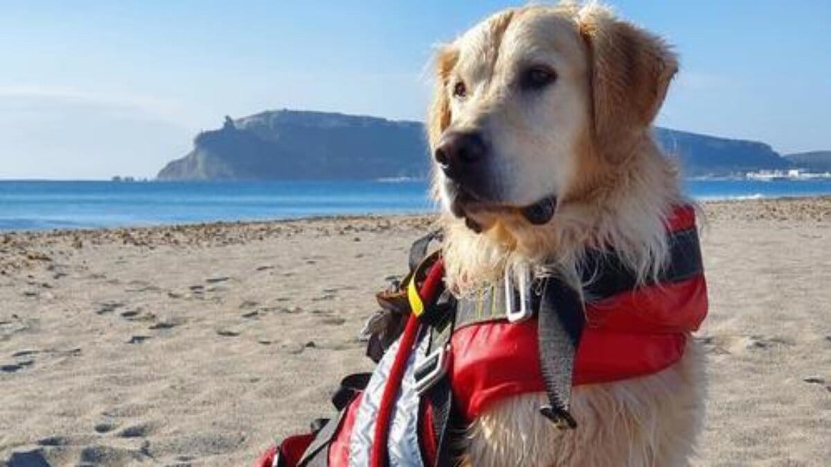 Sardegna. Eroina a quattro zampe salva coraggiosamente due turisti danesi