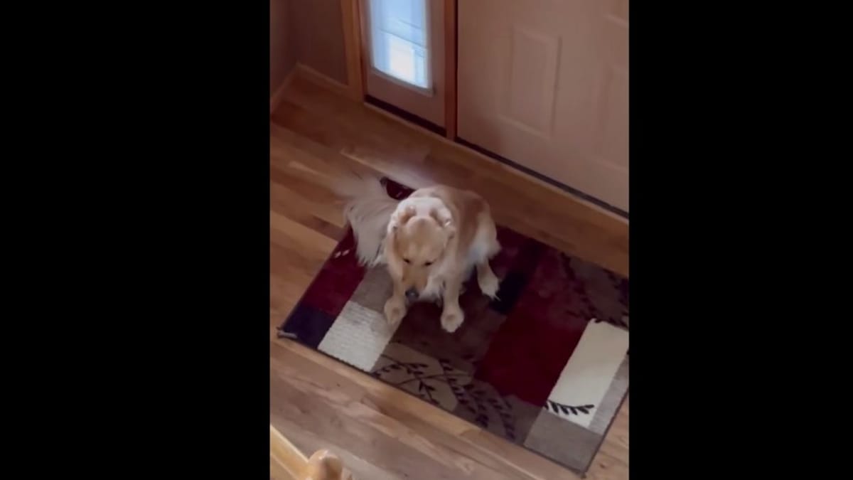Video. Il momento esilarante in cui il cane realizza di non essere solo in casa!