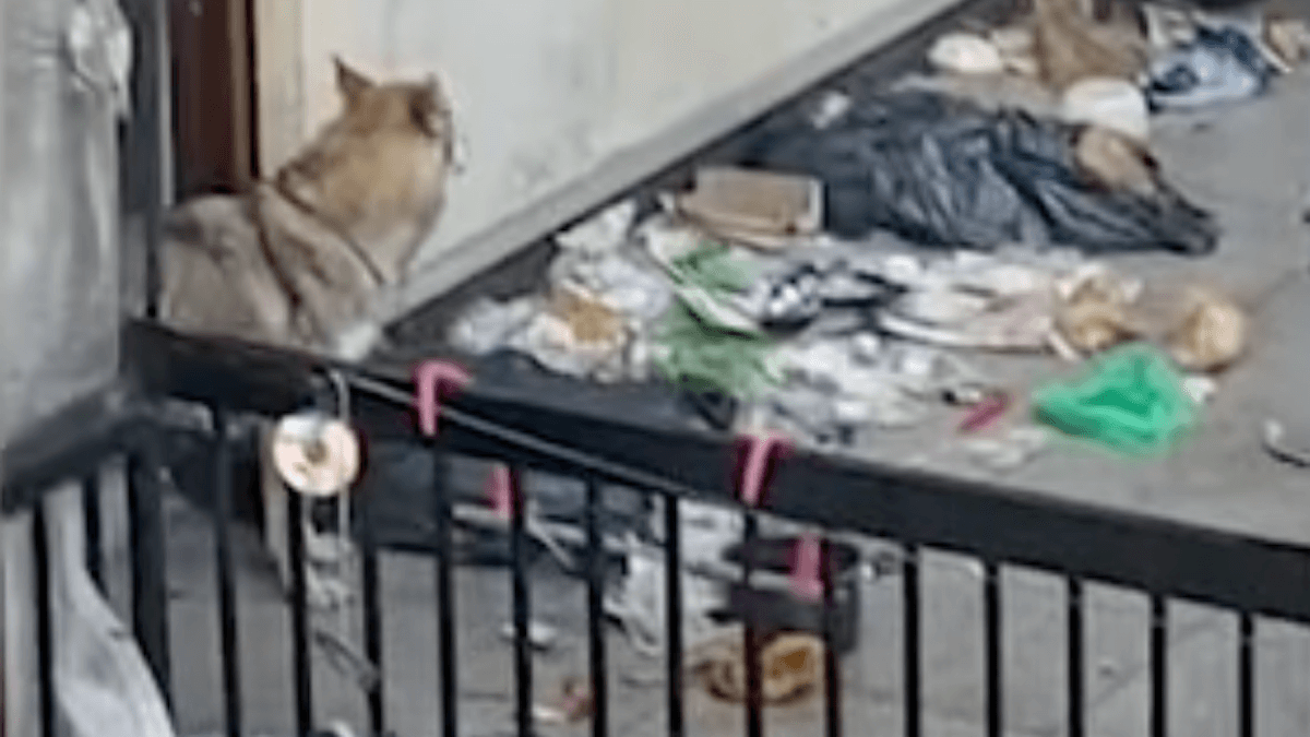 Video. Torino, il dramma di Halo: il Cane Lupo salvato da un terrazzo pieno di rifiuti