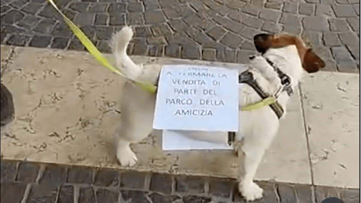 Video. Elezioni amministrative: voti da cani, nel vero senso della parola. Ma il Tar convalida!