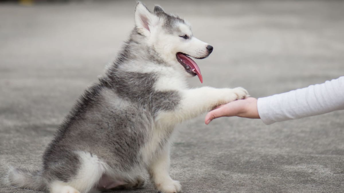 Il mio cane zoppica cosa fare? Wamiz
