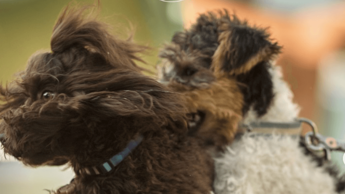 Torna Only for Pet Lovers: domenica 12 ottobre tra sfilate, giochi e… “cioccolato” per pet