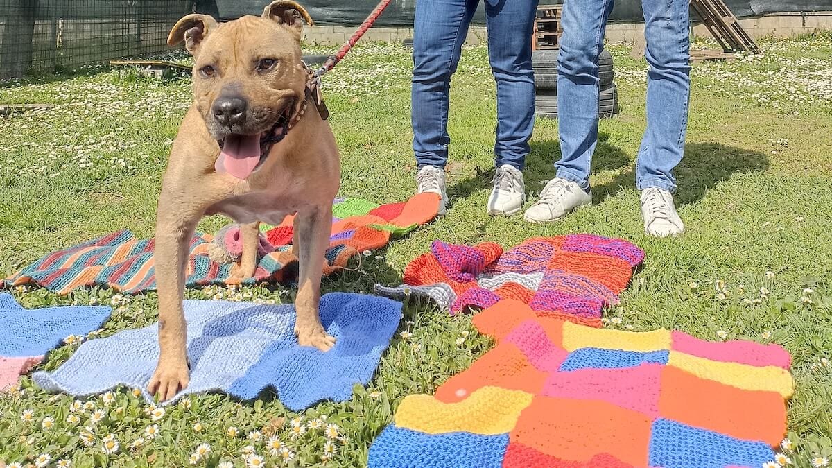 Scaldare cucce e cuori: gli anziani delle RSA Korian cuciono coperte per i cani del canile di Tortona