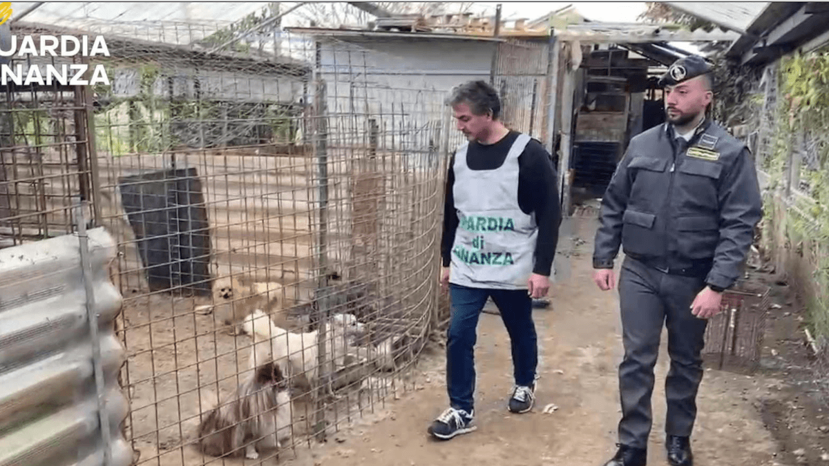 Cani di razza rinchiusi in gabbia: salvati 43 esemplari da un allevamento illegale nel napoletano