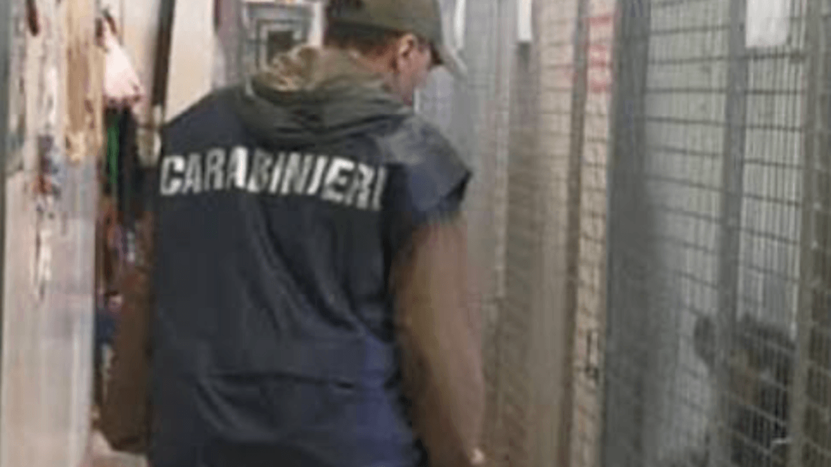 Napoli. Cani segregati tra sporcizia e sofferenza: uno era senza zampa, un altro già morto