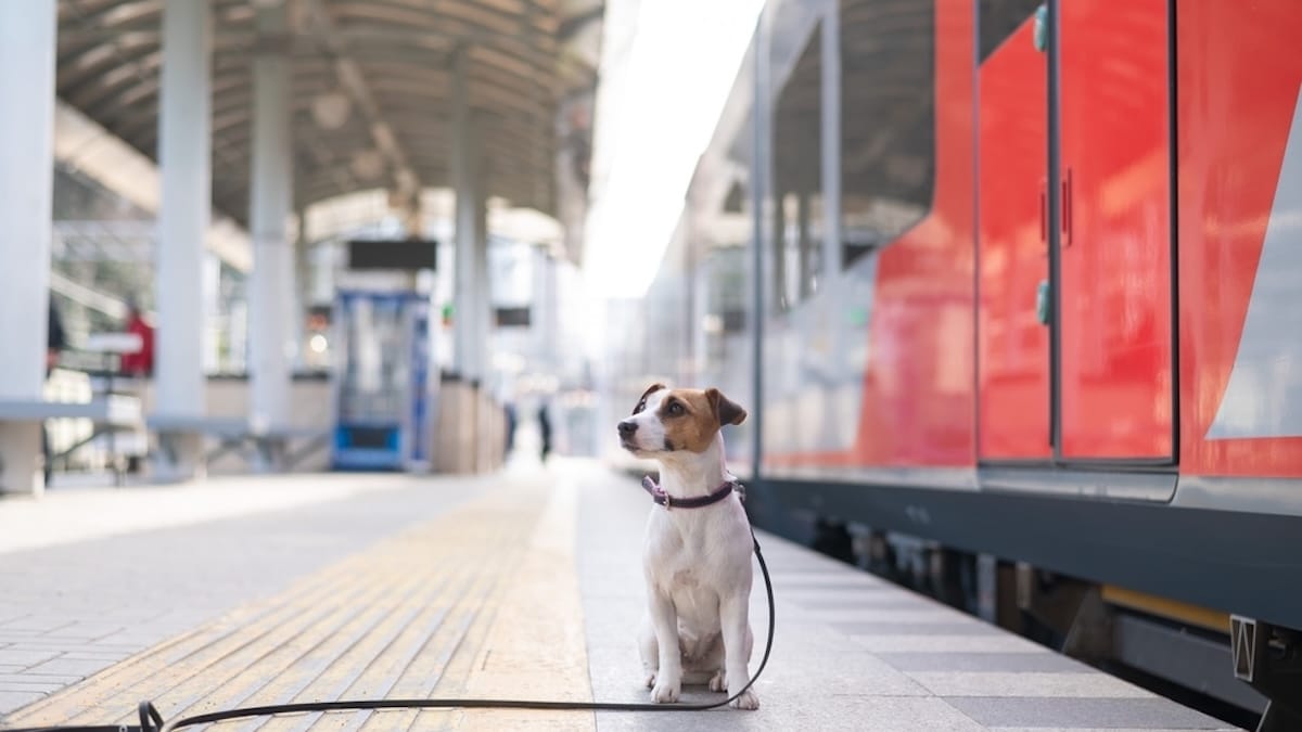 Viaggi d’estate a quattro zampe: Trenitalia fa viaggiare gratis i cani su Frecce e Intercity!