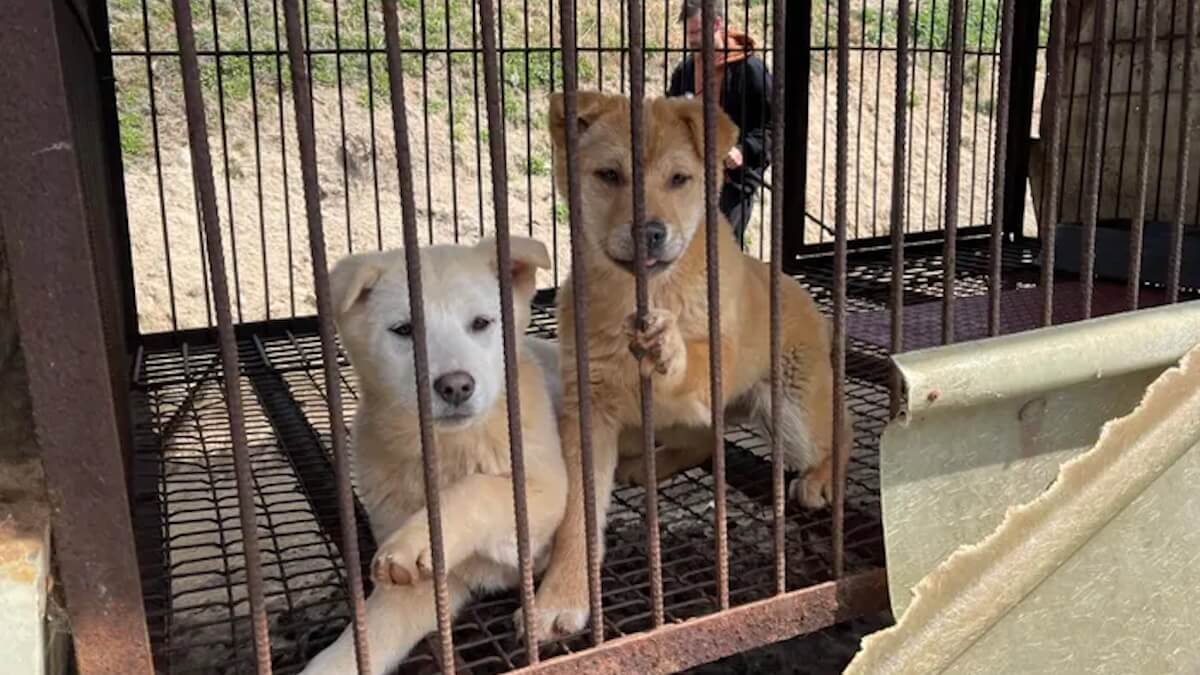 Video. 67 cani liberati, un attore famoso e un divieto epocale: la verità dietro una svolta storica
