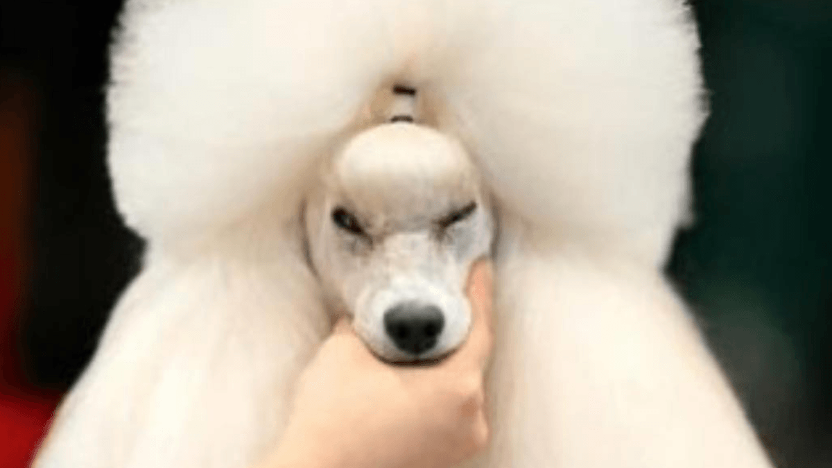 Crufts 2026 nella bufera: tra polemiche sul vincitore e critiche ai “cani pompon”