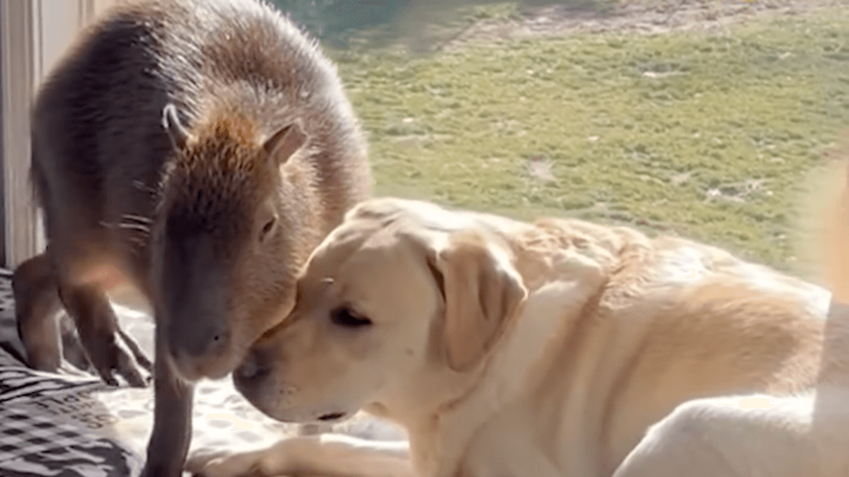 Video. Che reazione avrà il capibara alla presenza del cane?