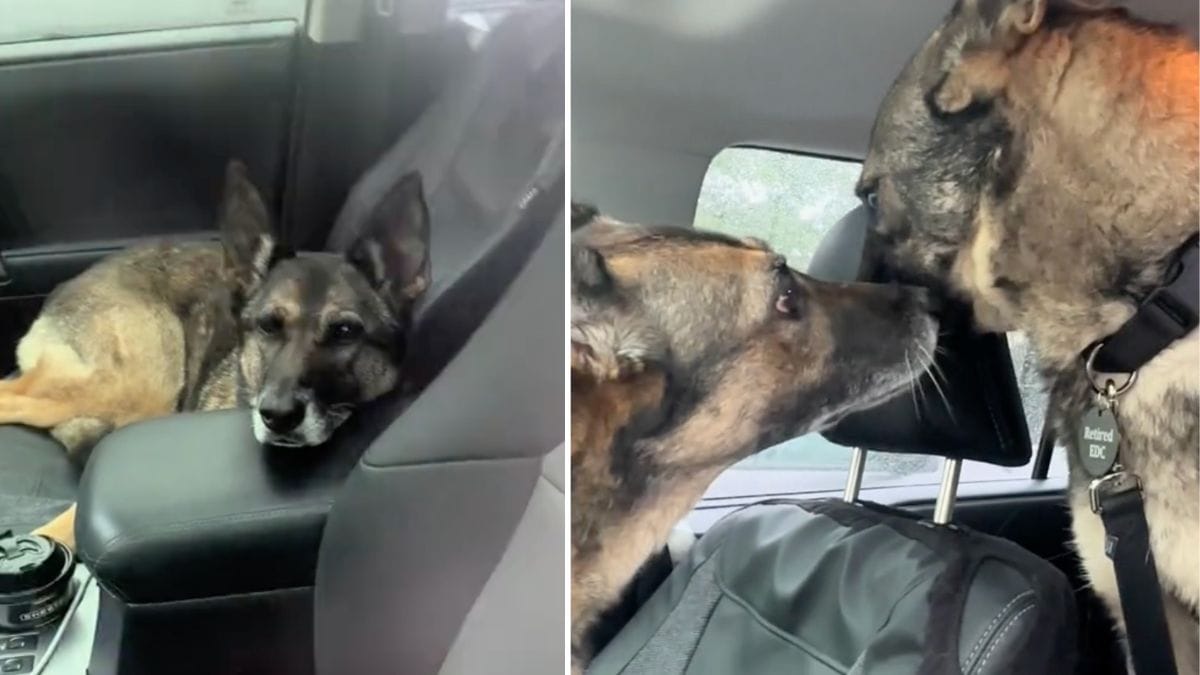 Video. Un militare adotta un secondo cane che ha servito nell'esercito: l'incontro tra i due animali è magico