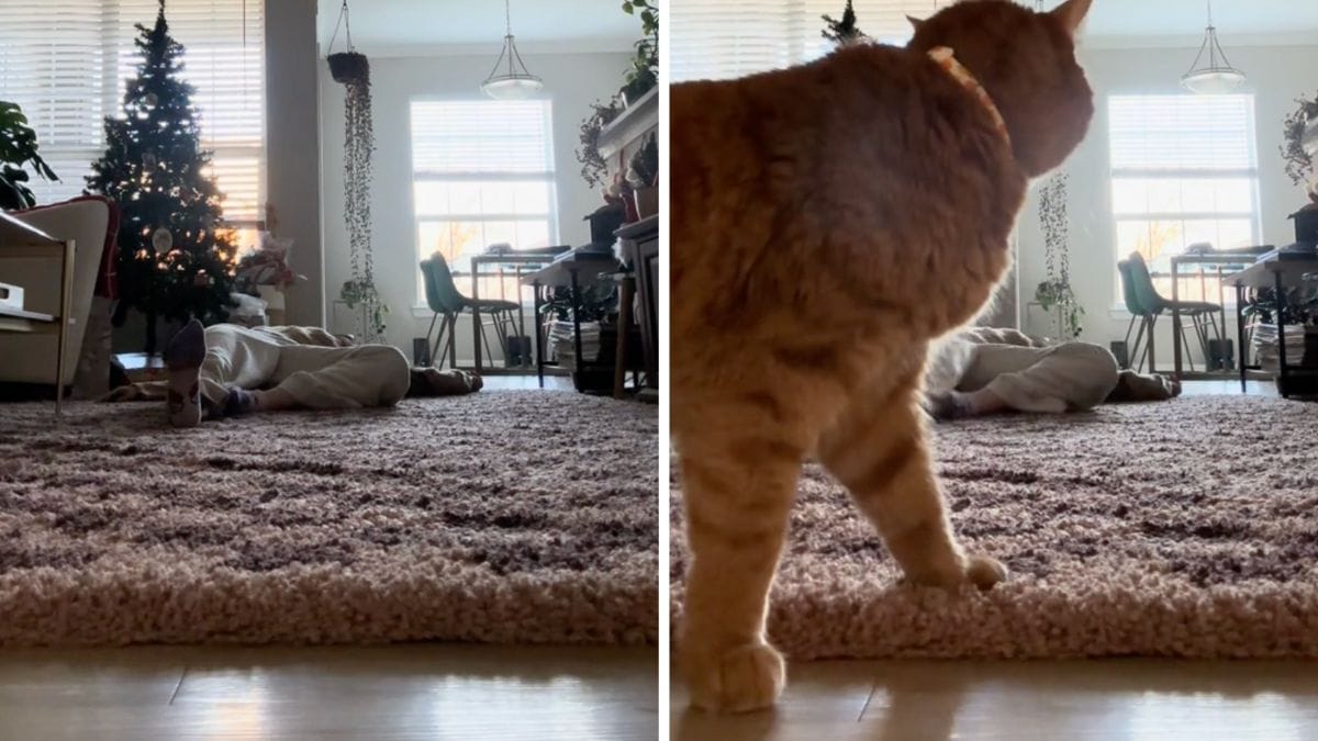 Video. Una donna finge di svenire davanti al suo gatto: la reazione dell'animale?....Non sorprende nessuno!