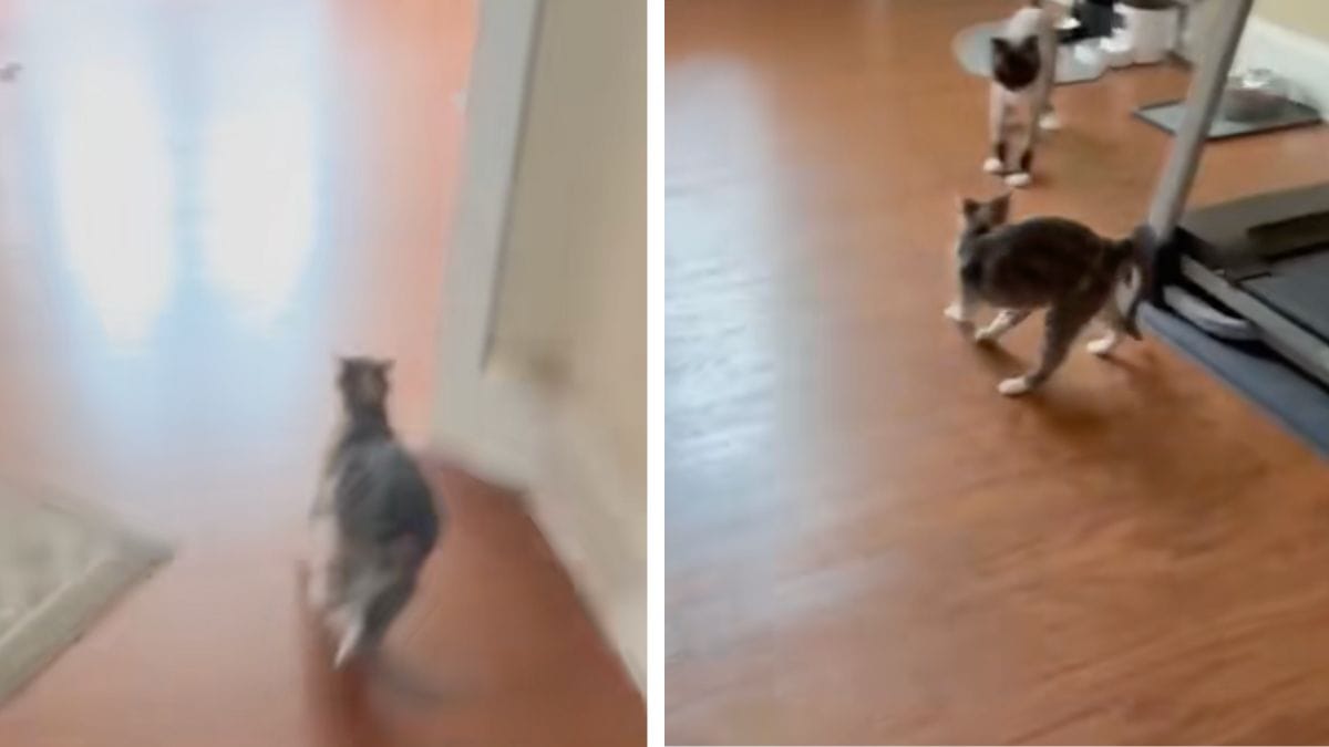Un gatto scopre la nuova acconciatura del fratello: la reazione del felino è rivelatrice