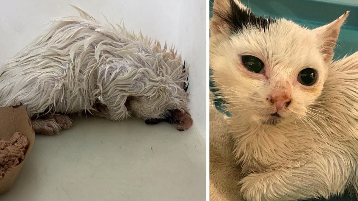 Video. Scoprono un gattino agonizzante ricoperto d'olio e tentano di salvarlo: la sua trasformazione è incredibile