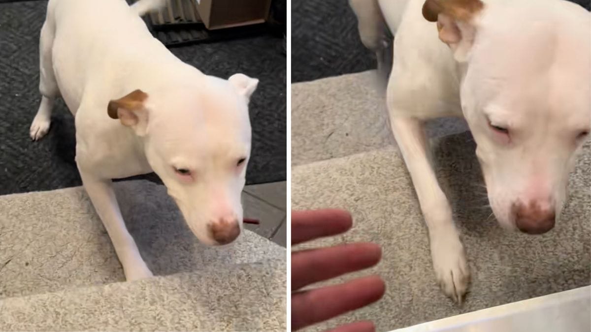 Video. Dal canile alla nuova casa: i primi passi di questo cane emozionano tutti