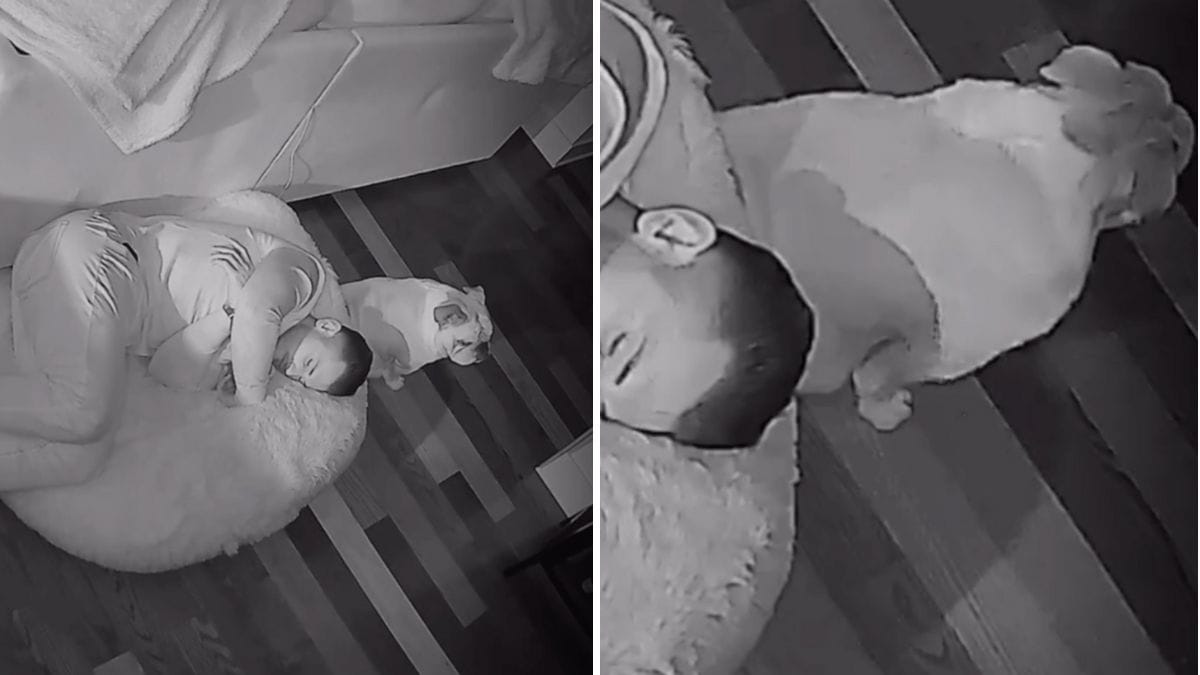 Video. Si sdraia nella cuccia del suo cane: la reazione del quattrozampe è tutta da vedere