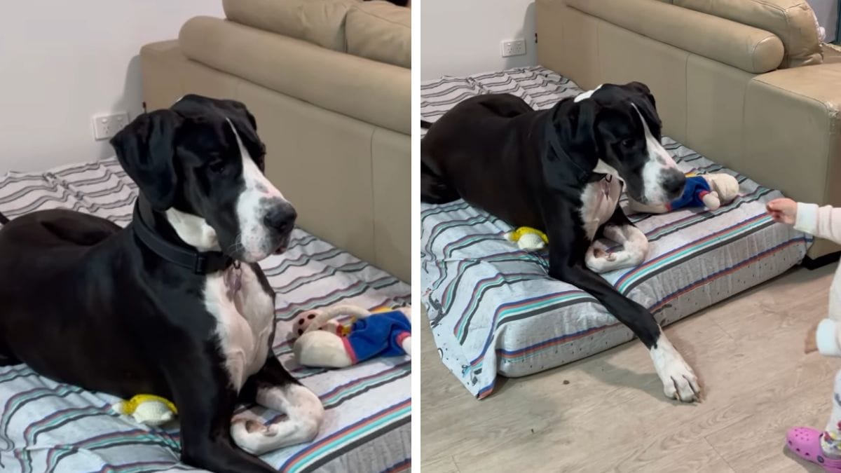 Video. Cane appena adottato rifiuta di mangiare: una bambina cambia tutto