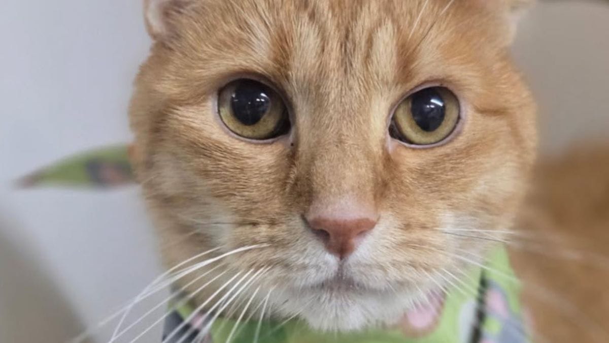 Una famiglia riporta un gatto 8 anni dopo l'adozione: i volontari faticano a riconoscerlo