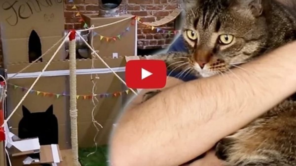 Fan De Son Chat Il Lui Construit Le Plus Cool Des Chateaux Forts Video Du Jour