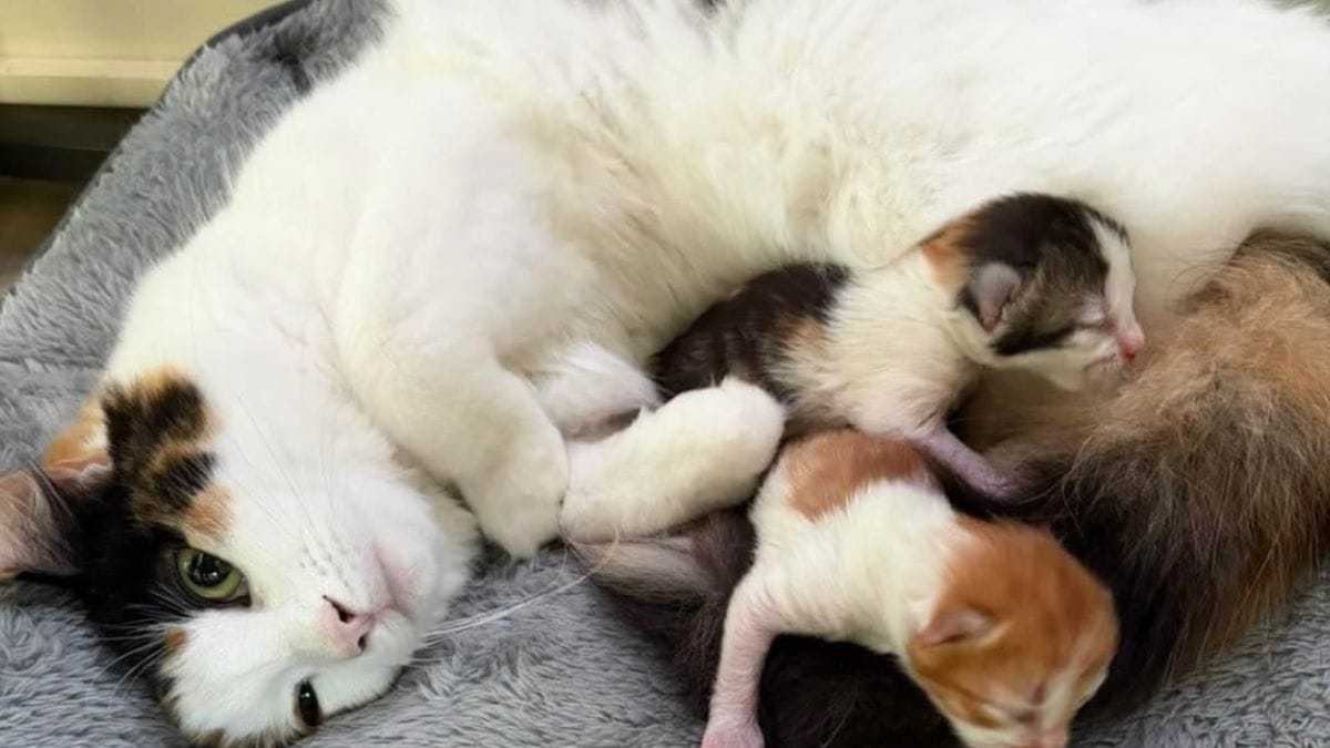 Dopo un terribile lutto, questa gatta mamma può finalmente rilassarsi grazie a cure speciali
