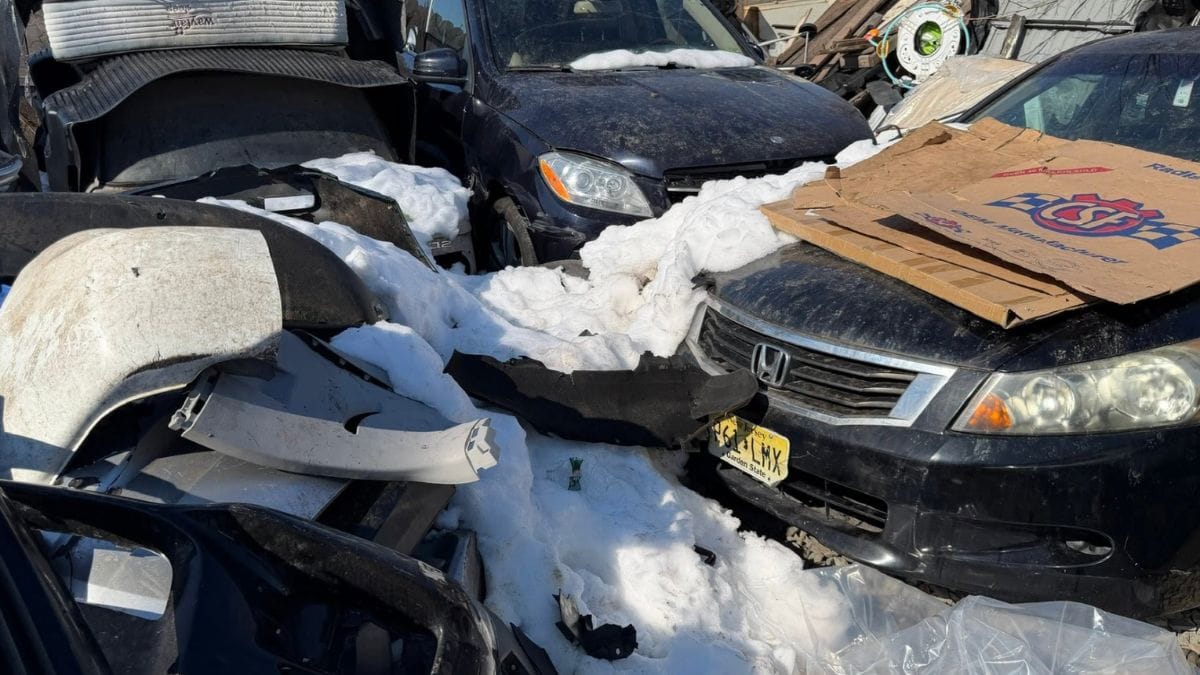 Due gattine randagie vivono in un garage fatiscente: la loro prima notte in una vera casa commuove