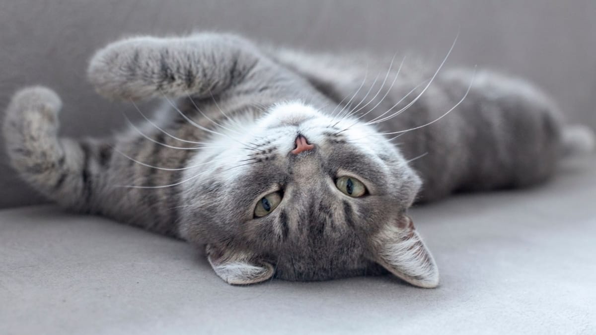 Come capire e calmare la gatta in calore